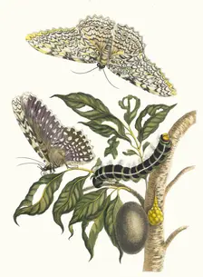 Arbre de gomme-gutte. From the Book Metamorphosis insectorum Surinamensium, 1705. Creator: Merian, Maria Sibylla (1647-1717)