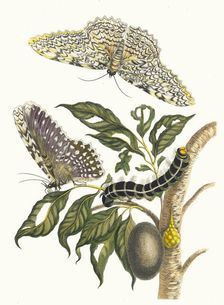 Arbre de gomme-gutte. From the Book Metamorphosis insectorum Surinamensium, 1705. Creator: Merian, Maria Sibylla (1647-1717)
