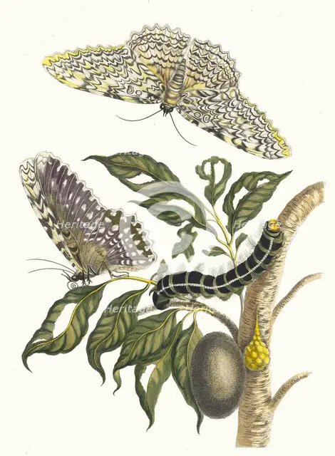 Arbre de gomme-gutte. From the Book Metamorphosis insectorum Surinamensium, 1705. Creator: Merian, Maria Sibylla (1647-1717).