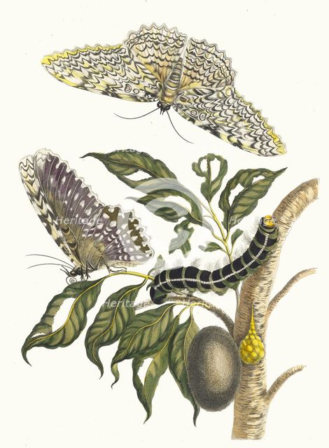 Arbre de gomme-gutte. From the Book Metamorphosis insectorum Surinamensium, 1705. Creator: Merian, Maria Sibylla (1647-1717).