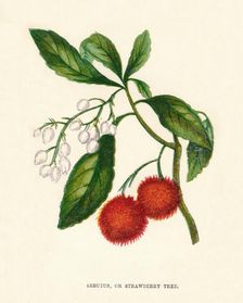 Arbutus, or Strawberry Tree c1891, (1891). Artist: Anne Pratt