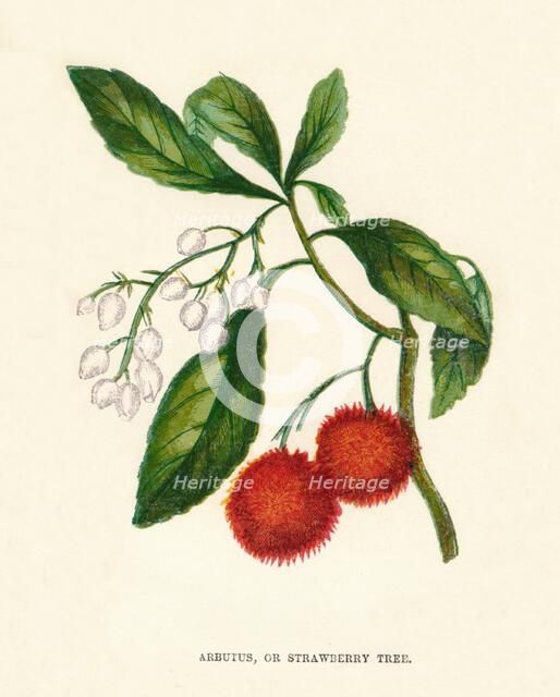 'Arbutus, or Strawberry Tree', c1891, (1891). Artist: Anne Pratt.