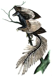 Archaeopteryx - the first bird, 1886