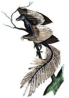 Archaeopteryx - the first bird, 1886