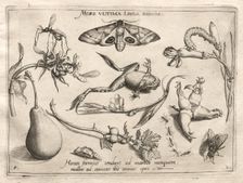 Archetypes and Studies: Death is the line that marks the end of all (Part II, plate 5), 1592. Creator: Joris Hoefnagel (Flemish, 1542-1601)