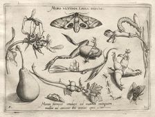 Archetypes and Studies: Death is the line that marks the end of all (Part II, plate 5), 1592. Creator: Joris Hoefnagel (Flemish, 1542-1601)