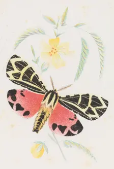Arctia Virgo, 1862. Creator: Louis Prang