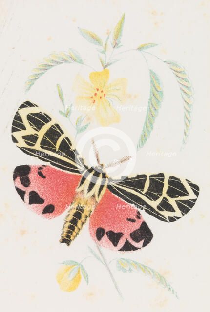 Arctia Virgo, 1862. Creator: Louis Prang.