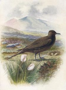 Arctic or Richardson's Skua - Stercorarius crepida'lus c1910, (1910). Artist: George James Rankin