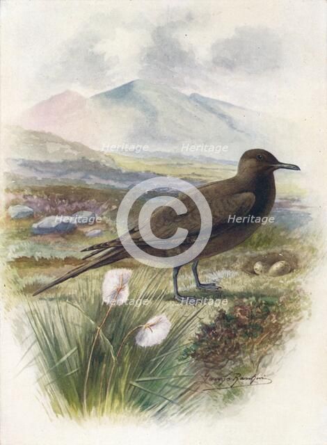'Arctic or Richardson's Skua - Stercorarius crepida'lus', c1910, (1910). Artist: George James Rankin.
