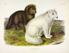 Arctic Fox, Vulpes Lagopus, 1845 (colour lithograph)