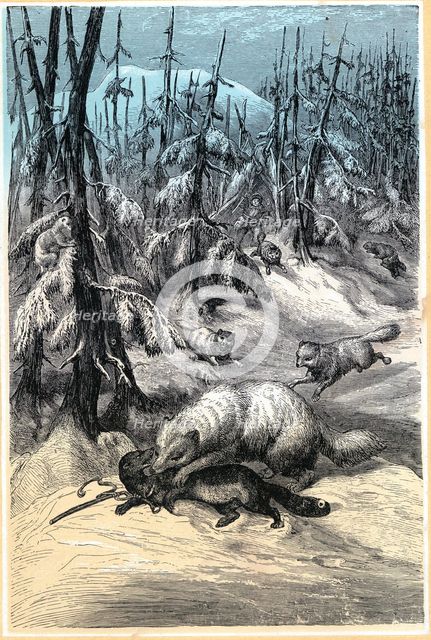 Arctic Fox attacking trapped Sable, 1874. Artist: Unknown