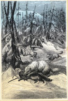 Arctic Fox attacking trapped Sable, 1874