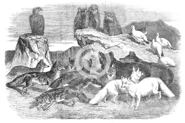Arctic Foxes and Birds, just received by the Zoological Society, 1854. Creator: Unknown.