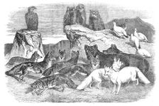 Arctic Foxes and Birds, just received by the Zoological Society, 1854. Creator: Unknown