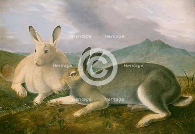 Arctic Hare, c. 1841. Creator: John James Audubon.