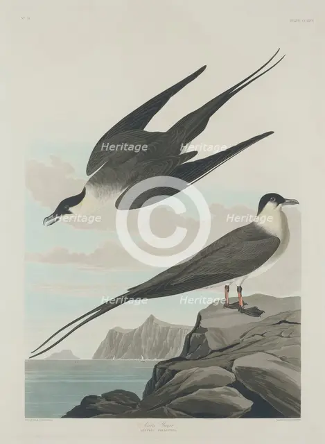 Arctic Jager, 1835. Creator: Robert Havell.