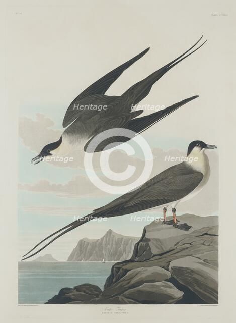 Arctic Jager, 1835. Creator: Robert Havell.