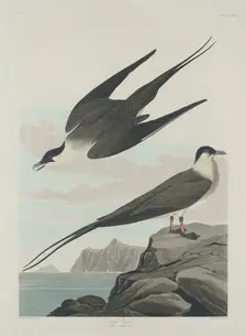 Arctic Jager, 1835. Creator: Robert Havell