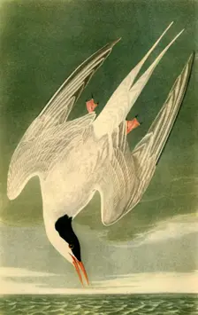 Arctic Tern 1835, (1942). Creator: John James Audubon