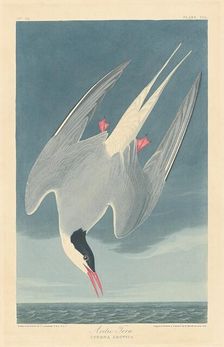 Arctic Tern, 1835. Creator: Robert Havell