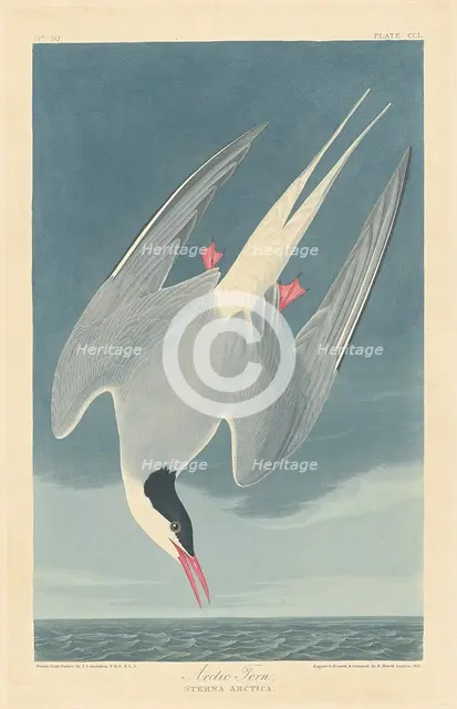 Arctic Tern, 1835. Creator: Robert Havell.