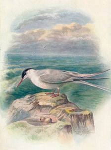 Arctic Tern - Stern'a macru'ra c1910, (1910). Artist: George James Rankin