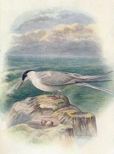 Arctic Tern - Stern'a macru'ra c1910, (1910). Artist: George James Rankin