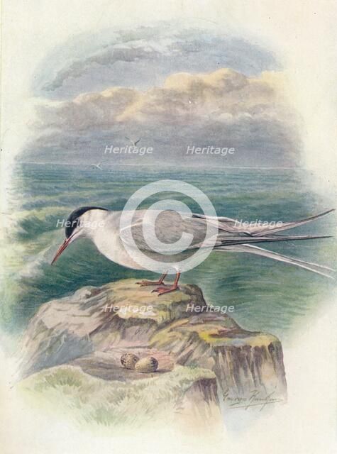 'Arctic Tern - Stern'a macru'ra', c1910, (1910). Artist: George James Rankin.