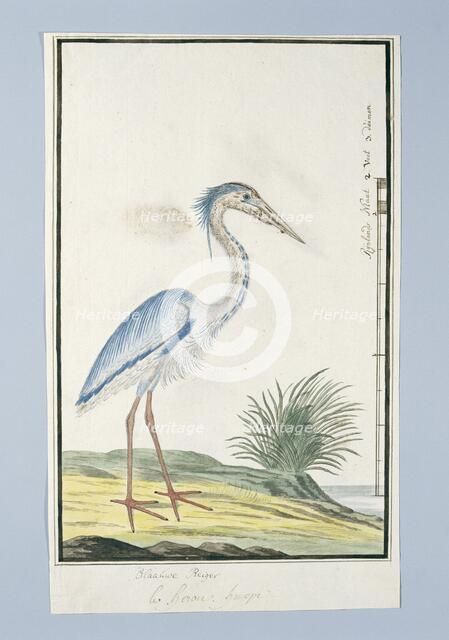 Ardea cincrea (Grey heron), 1777-1786. Creator: Robert Jacob Gordon.