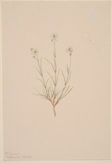 Arenaria formosa, 1904. Creator: Mary Vaux Walcott