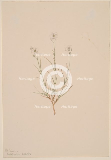 Arenaria formosa, 1904. Creator: Mary Vaux Walcott.