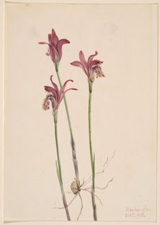 Arethusa (Arethusa bulbosa), 1918. Creator: Mary Vaux Walcott
