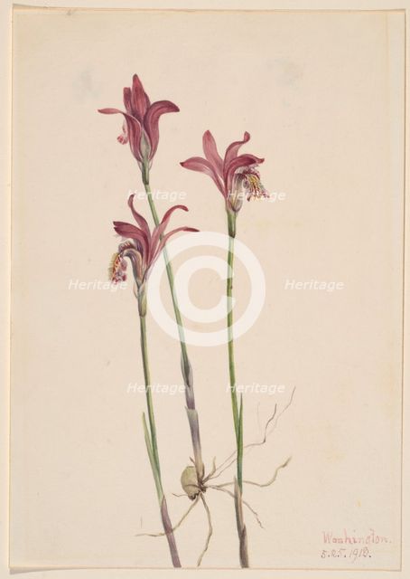 Arethusa (Arethusa bulbosa), 1918. Creator: Mary Vaux Walcott.