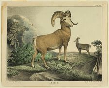 Argali, c.1830. Creator: Thomas Doughty