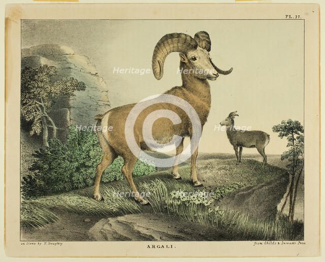 Argali, c.1830. Creator: Thomas Doughty.