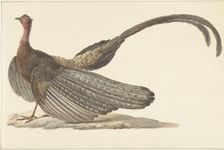 Argus Pheasant, c.1780-c.1842. Creator: Pieter Bartholomeusz. Barbiers
