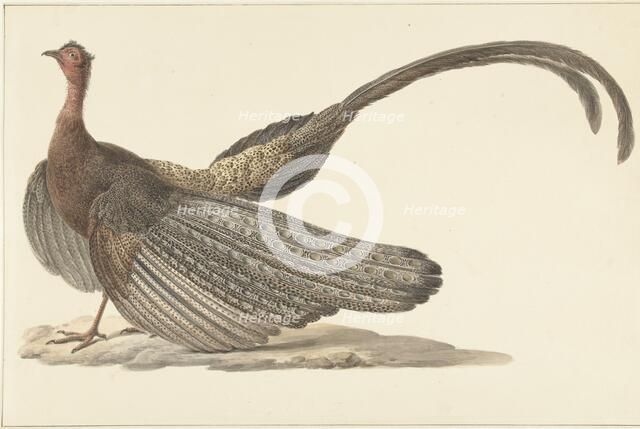 Argus Pheasant, c.1780-c.1842. Creator: Pieter Bartholomeusz. Barbiers.