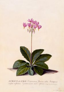 Aricula Ursi (Shooting Star), c. 1744 (hand coloured engraving). Creator: "Georg Dionysius Ehret (1710 - 70); Ehret, Georg Dionysius (1710-1770)"