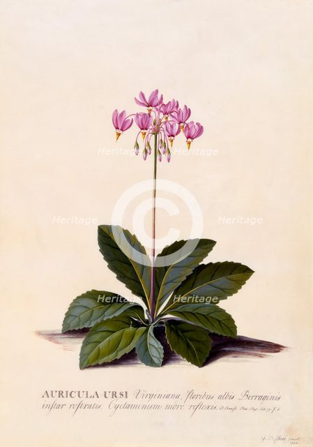 Aricula Ursi (Shooting Star), c. 1744 (hand coloured engraving). Creator: "Georg Dionysius Ehret (1710 - 70); Ehret, Georg Dionysius (1710-1770)".