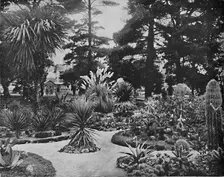 Arizona Garden. Monterey, Cal. c1897. Creator: Unknown