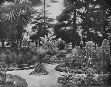 Arizona Garden. Monterey, Cal. c1897. Creator: Unknown