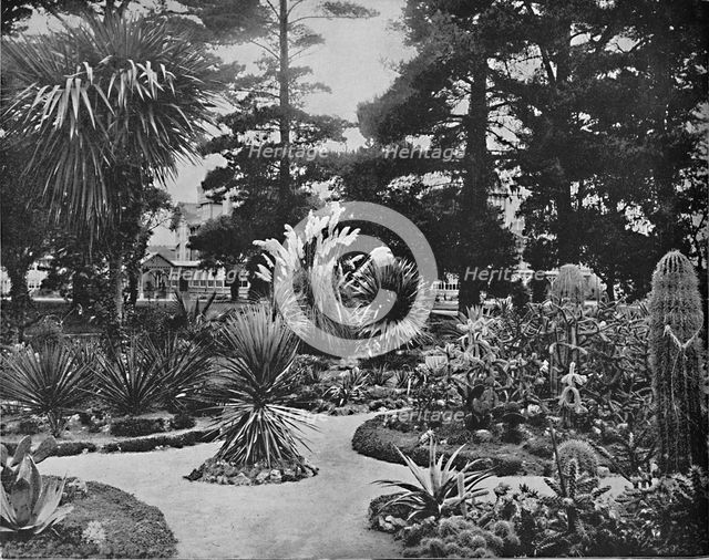 'Arizona Garden. Monterey, Cal.', c1897. Creator: Unknown.