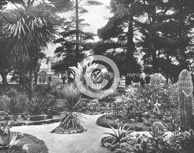 Arizona Garden, Monterey, California, USA, c1900.  Creator: Unknown.