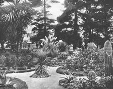 Arizona Garden, Monterey, California, USA, c1900. Creator: Unknown