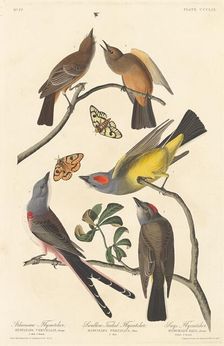 Arkansaw Flycatcher, Swallow-tailed Flycatcher and Says Flycatcher, 1837. Creator: Robert Havell