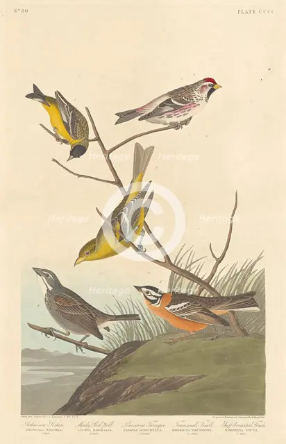 Arkansaw Siskin, Mealy Red-poll, Louisiana Tanager, Townsend's Finch and..., 1837. Creator: Robert Havell.