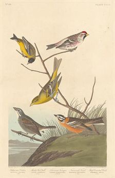 Arkansaw Siskin, Mealy Red-poll, Louisiana Tanager, Townsend's Finch and..., 1837. Creator: Robert Havell