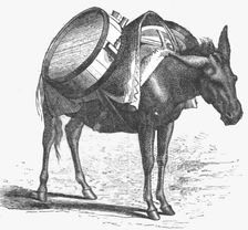 'Armenian baggage animal; The Caucasus 1875. Creator: Unknown