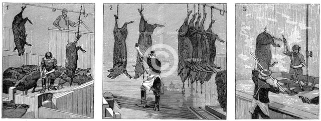 Armour Company's pig slaughterhouse, Chicago, Illinois, USA, 1892.  Creator: Unknown.